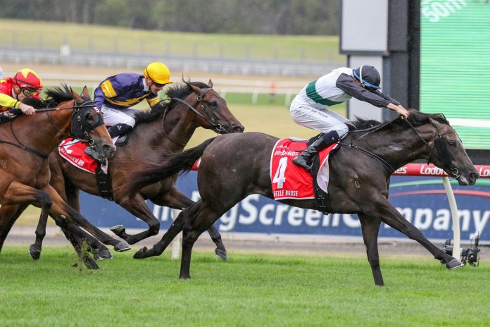 news_2024041701135_01 David Hayes has high long-term hopes for Little Brose.