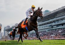 Golden Sixty has won 26 times in Hong Kong.