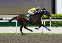 Sacred Gold hands jockey Charles Perkins his first win at Kranji on Sunday.
