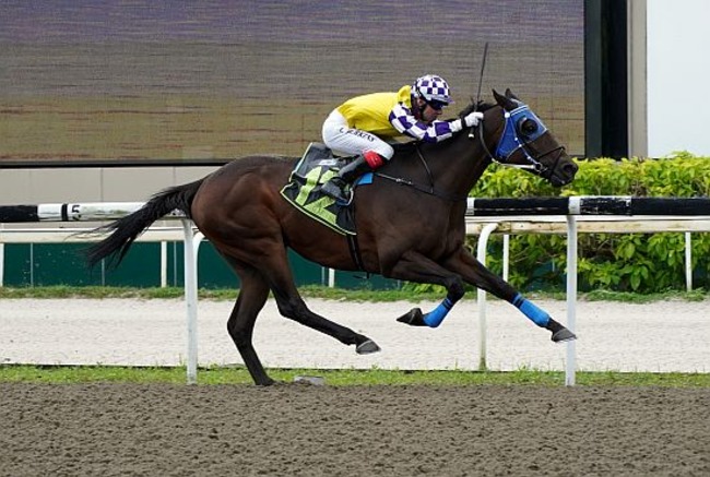 Sacred-Gold-120524 Sacred Gold hands jockey Charles Perkins his first win at Kranji on Sunday.