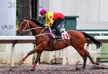 California Spangle prepares for late season target at Sha Tin California Spangle hits the line.