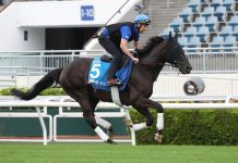 Rebel’s Romance is the second-highest rated horse in the world in 2024.