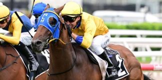 Press Link is a standout chance in the Queensland Guineas.