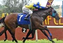 Handy mare can Quicken Away from her rivals at Perak Quicken Away can bounce back for a win.