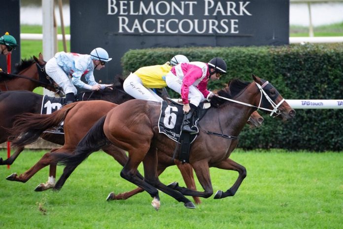 image001 Luvnwar is the one to beat in the Belmont Guineas.