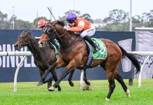 2024 Spring Champion Stakes Preview