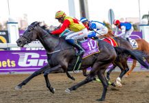 Miss Paget looks a fair bet