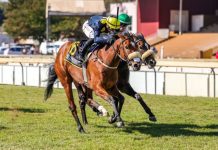 Spirit Of Lavana has a lot in her favour