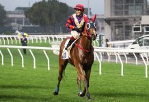 “越骏欢欣”力争佳绩