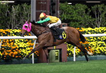 “智勇名驹”卷土重来