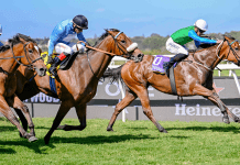 Expect a big run from Mon Petit Cherie