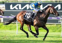 2025 Winterbottom Stakes: Jokers Grin Leads the Local Charge