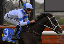 Tiger can prowl up the ladder