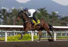 World’s best sprinter Ka Ying Rising goes for 16 straight in LONGINES Hong Kong Sprint