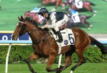 Invincible Ibis On An Upward Trajectory