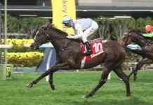 “粤港资驹”再攀高峰