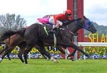 “庄家美丽”再显身手