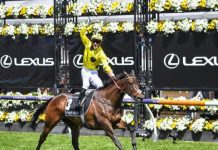 维州与南澳赛事重磅加入马运