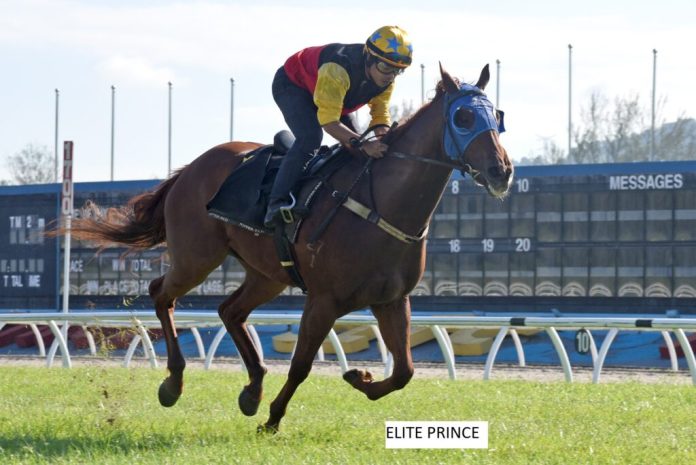 Elite Prince