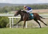 Diamond Necklace will lead Ballydoyle’s Arc challenge
