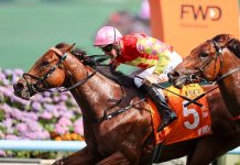 My Wish Heads Strong Sha Tin Trophy Field