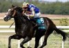 Scandinavia could be part of O’Brien’s Champions Day squad